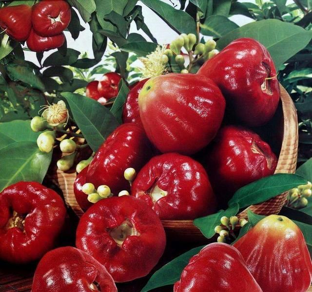  种水果|没人要的“娇气果”被她卖出黄金价