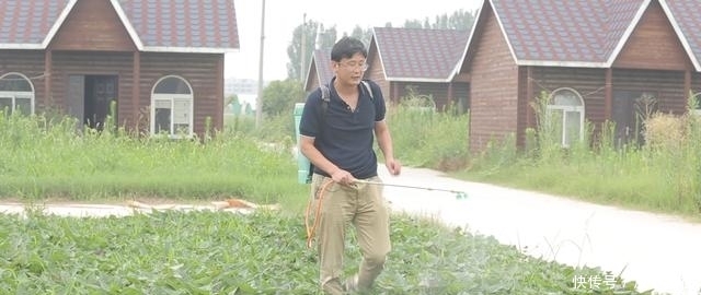 种红薯用上草木灰效果好,但是草木灰不好