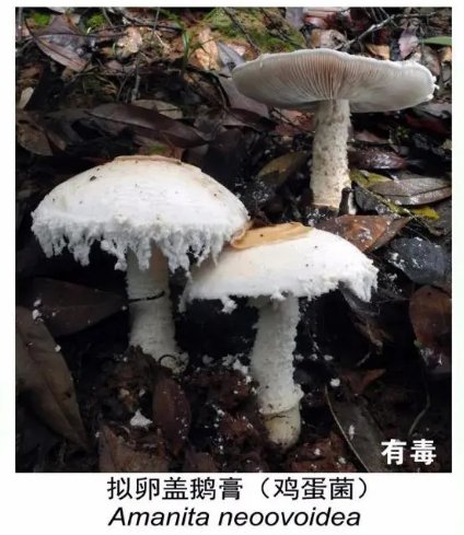  野生|吃货小心！野生菌可不要乱吃哦！