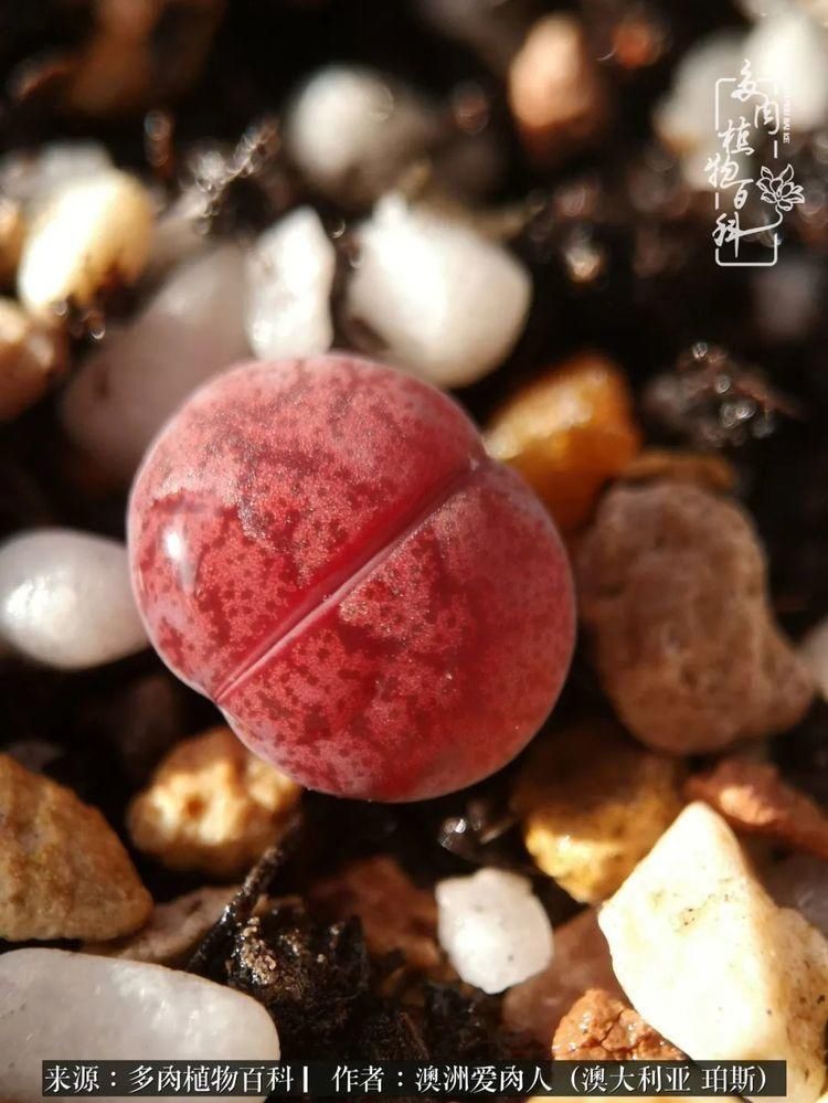 血放|多肉让你把血放，文玩掏空你家当，你要在哪个坑里乘风破浪？