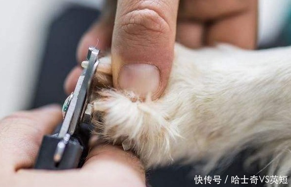 爪子|为什么狗狗爪子不让碰？肉垫的6个作用，看完默默缩回我的手