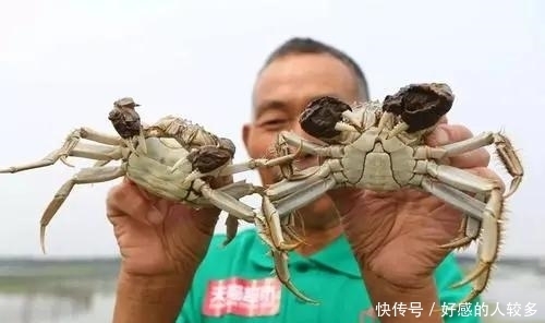 大闸蟹|为什么说阳澄湖的蟹，是中国的顶级食材