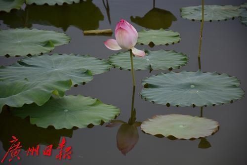 市县多云|明天广州还有36℃高温,后天雷雨缓解酷热天气