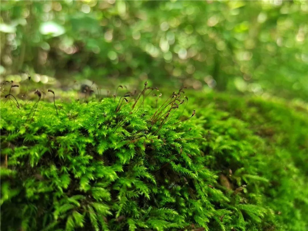 汉江|从0℃到100℃，感受汉江之源的温度…