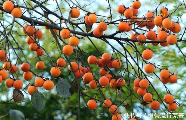 柿子|柿子变柿饼的方法大家要赶紧学起来