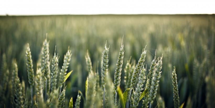 四大|9月初，桃花运十足，爱情幸福无比的四大生肖