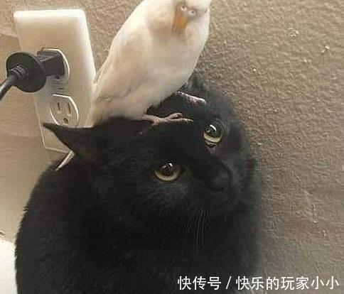 女友|今日囧图:女友的爸爸是警察,第一次见带点什么?带两个通缉犯