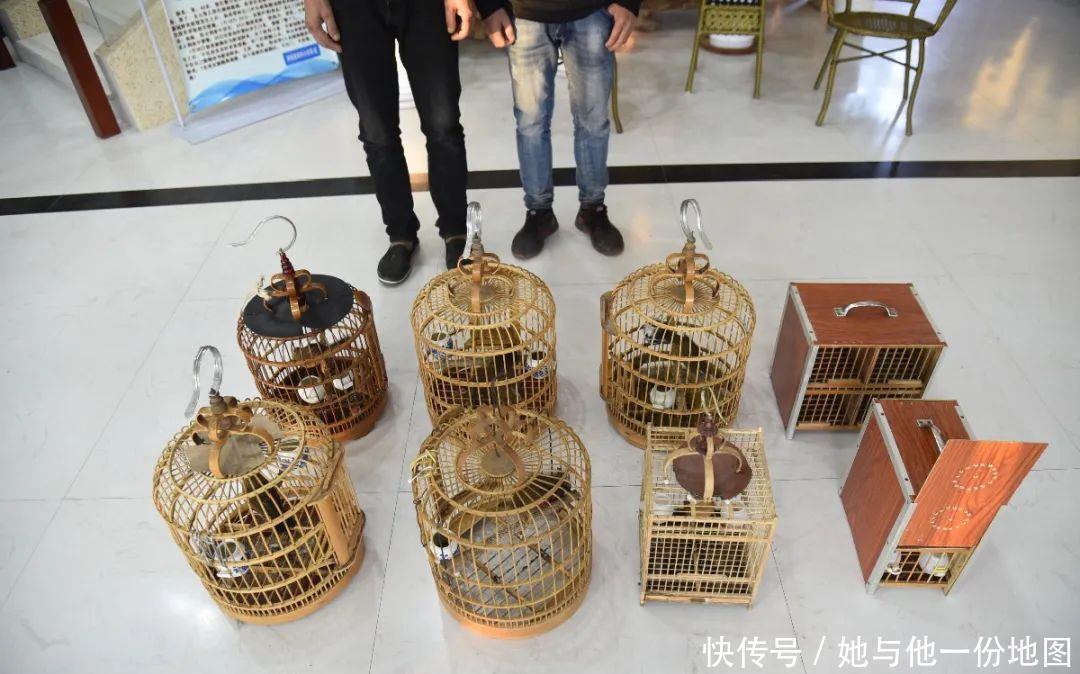 捕捉|两外地男子在南城捕捉12只画眉鸟被抓！