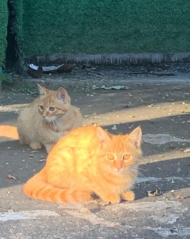 金刚|【看图配话】森林公园小橘猫们，七个金刚葫芦娃