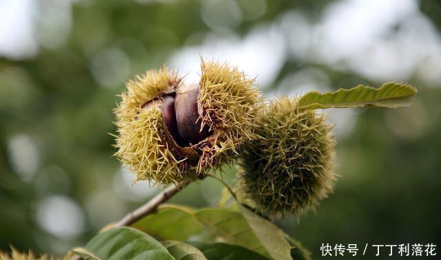 丰满|九月的板栗真当时,丰满多肉营养好,秋分时节板栗这样吃才是王道
