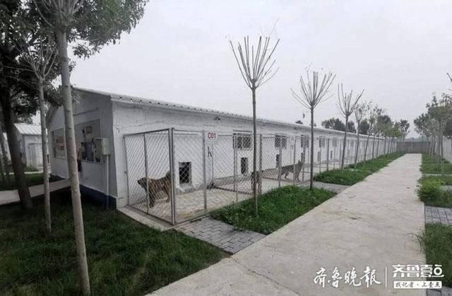  滨城区犬只收容救助|文明养犬在行动丨滨州公安民警带您了解流浪犬的“家”长啥样？