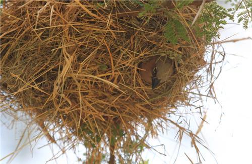 重量|世界上最大鸟巢:重量达一吨,拥有1000个鸟蛋,为何没人敢去掏?