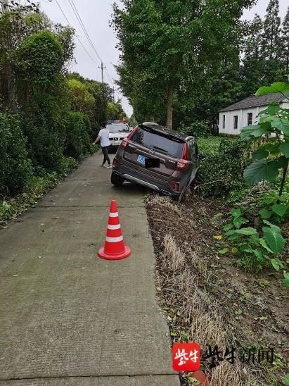 上路|吓坏了！一直猫窜上路，女子操作不当撞上树