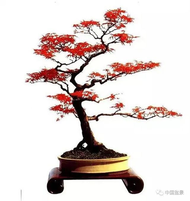 健康|观赏盆景 感悟人生：健康快乐才是生活的主宰！