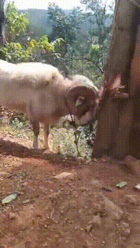  真快|搞笑GIF：猫星人瞬间变美瞳，变得真快啊