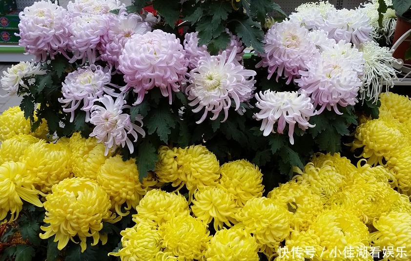 能开|20种秋天开花的植物,外出看到,记得拍照欣赏!