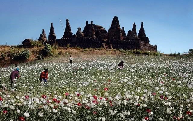 毒品|金三角毒品泛滥，为何各国不派兵剿灭？说了你可能不信