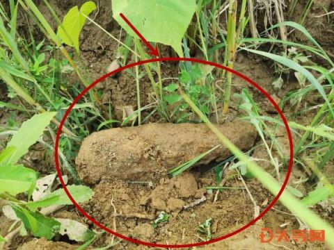 收缴|村民家中发现战争遗留40公分废旧炸弹 高青警方收缴除隐患