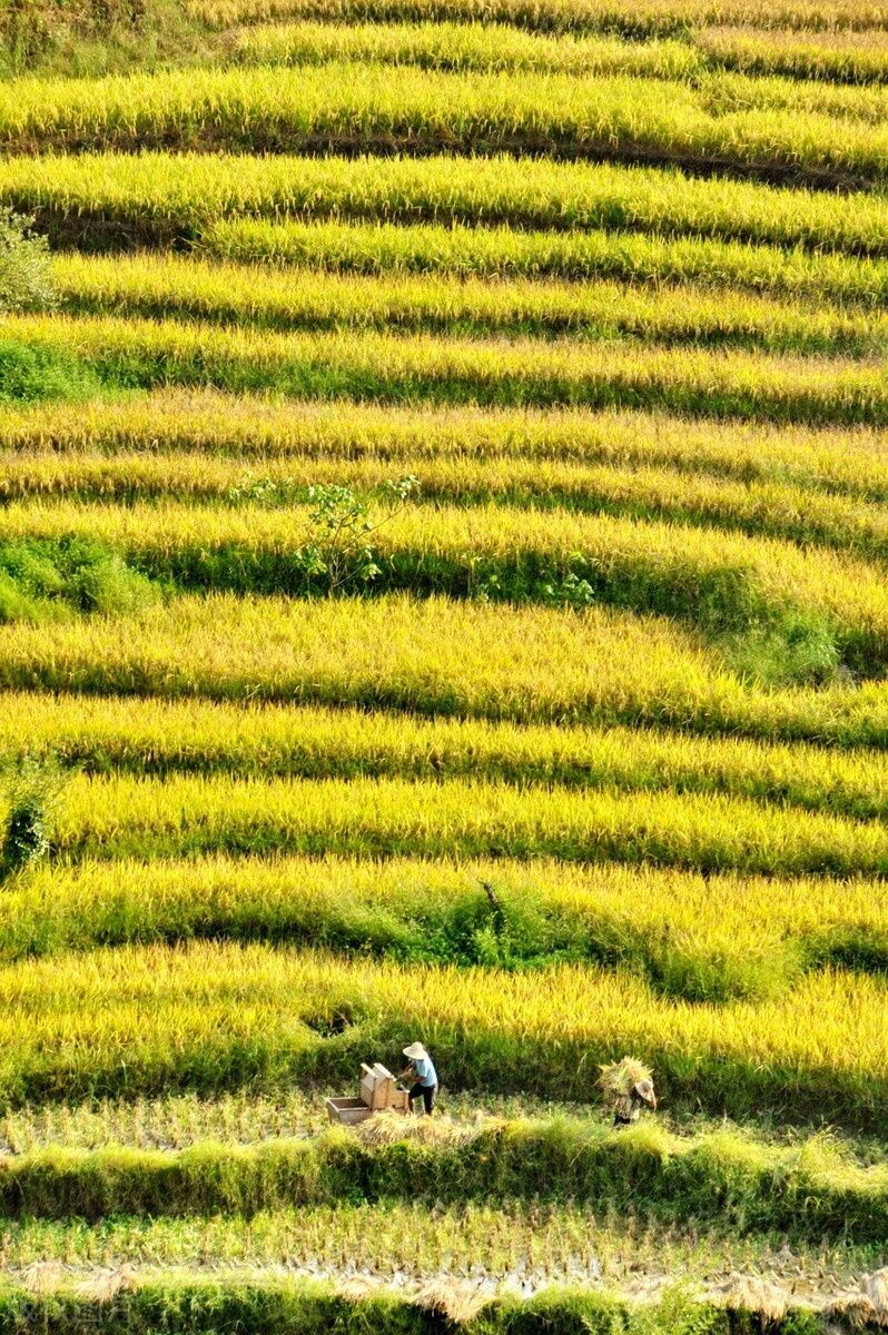 回来|异乡人：秋天了，故乡等你回来晒太阳