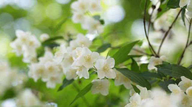  花后|养护茉莉技巧多，花后不能忘修剪，一茬接一茬的开满盆