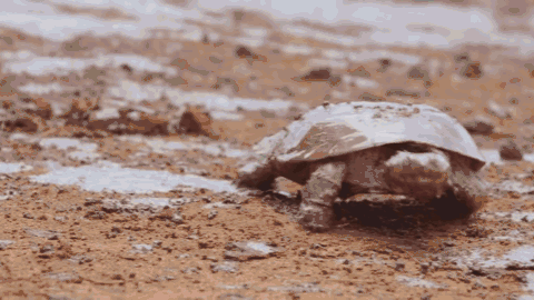  女王|为了躲避猎杀和寻找水源，女王带着族群，开启了逃亡之旅
