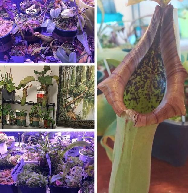  微信|男子微信上悄无声息少了9万块，家里却多了100颗草