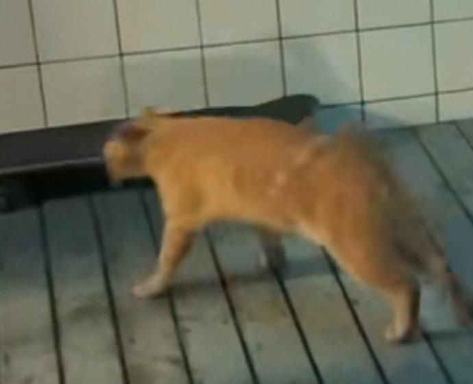 滑板|博君一肖发糖!工作室晒肖战生活日常,穿王一博同款还去街舞探班