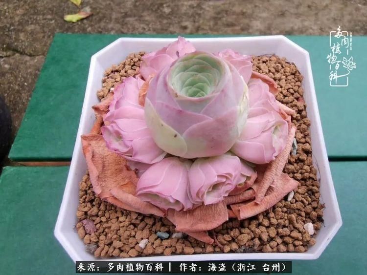  梅雨季|干货：高温高湿梅雨季，山地玫瑰养护提醒，帮你远离黑腐！