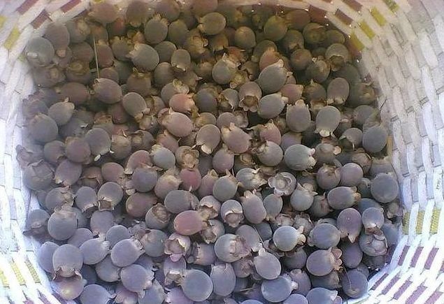 吃起来|假如给你100万,5种“水果”以后只能选一种吃,你选谁