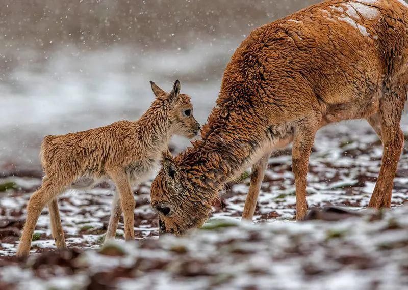  深圳|可可西里的守护者！深圳男子用镜头记录荒原上的藏羚羊