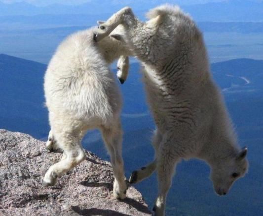  仔细|男子登山发现不明生物，仔细一看后不淡定，真是攀岩的大神