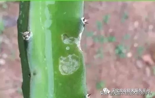 虫害|火龙果常见虫害高清图谱