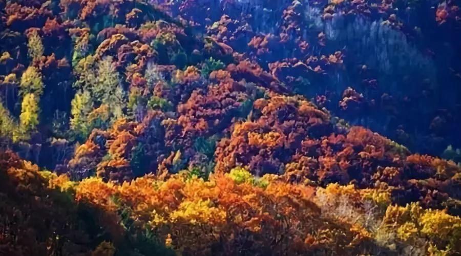 空中画廊|万山红遍！河北12个绝美秋景，邯郸的是这里！