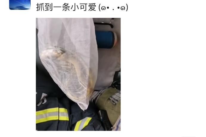  出没|当心！有蛇出没！