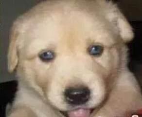 家里|突然发现家里的哈士奇怀孕了,生下来这样的狗狗让主人哭笑不得