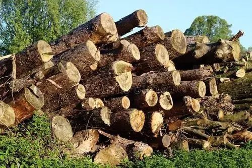 李某|“凶手”被举报，被抓时身边放倒百余株杨树