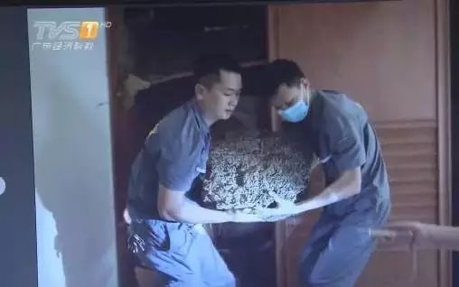  暴雨|头皮发麻！暴雨过后，多处出现小飞虫！