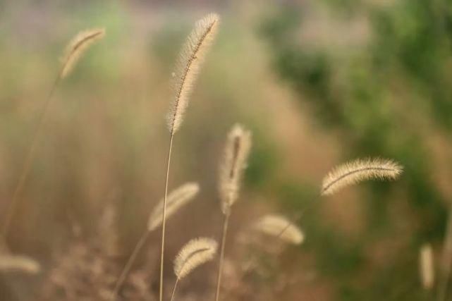 何必|何必远行~这里的湖光山色惹人醉！