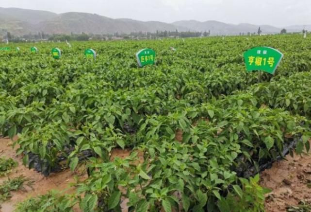 产业|黄河风物|宁夏西吉县冷凉蔬菜走向高端市场成为“必点菜”