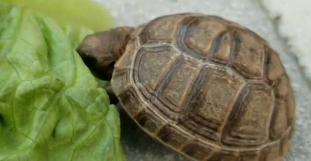  误吞|全世界最辣的死神辣椒，被乌龟误吞后，下一秒达到“龟生巅峰”