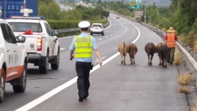  车辆|五头黄牛闯上高速，过往车辆纷纷避让！交警发“寻主启事”！