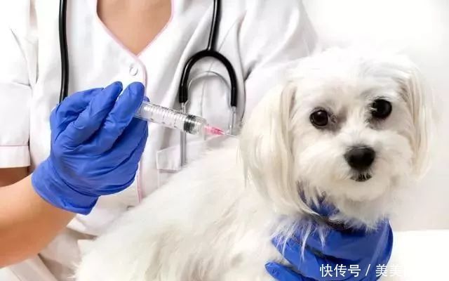  辟谣|辟谣：每年1500万支狂犬疫苗是否过度，还原狂犬病真实一面