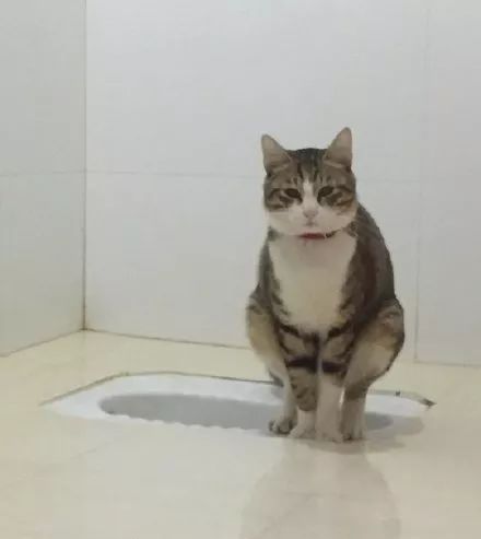  姿势|猫咪拉粑粑的奇葩姿势，忍住不要笑，铲屎的要面子的啊