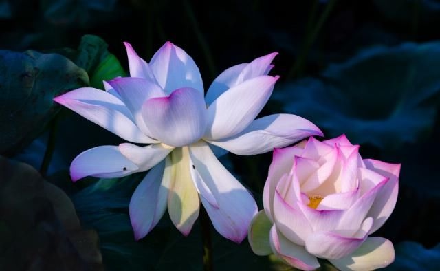  越来越|7月开始事业发达，运势如龙，财来运转，日子幸福的四生肖