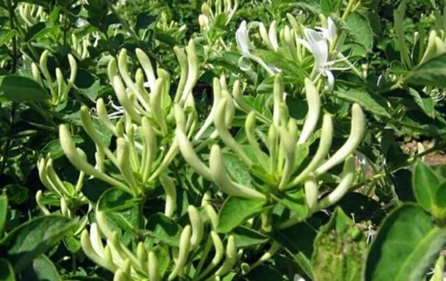  荒山|荒山只能退耕还林？农民返乡就业想发家致富，种植点啥？