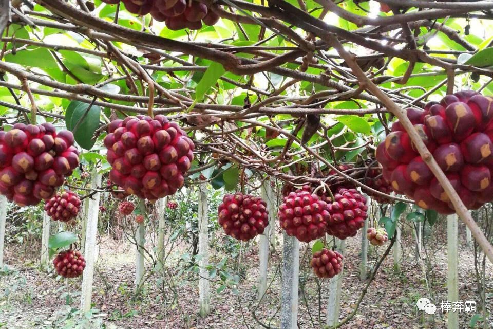  乐观|山里的一种野果是孩童的美食，大力开展人工种植，前景却不乐观