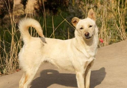  导游|抗洪救灾中的“英雄狗”，这次替土狗洗白了，化身导游替部队领路