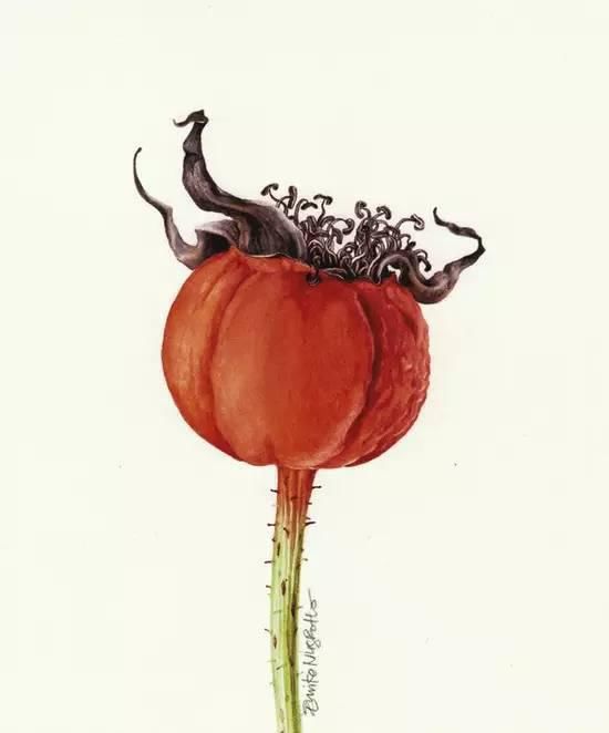  全职|一位全职妈妈喜欢疯狂画画，教你画水彩花卉