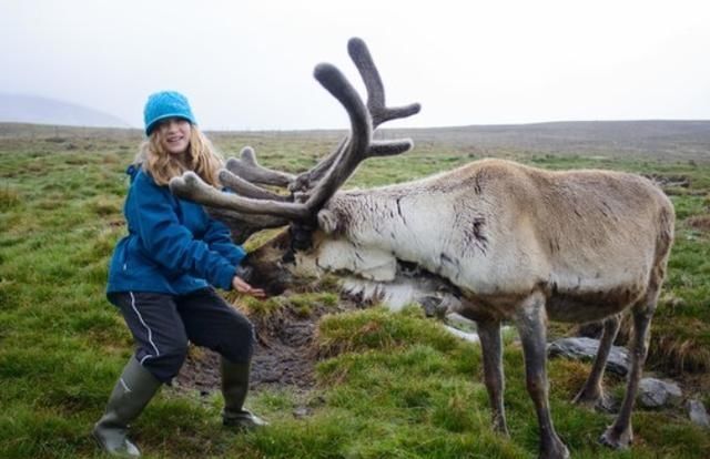 人类|圣诞老人用来拉雪橇的驯鹿,在人类这边,原来有另外的用途!