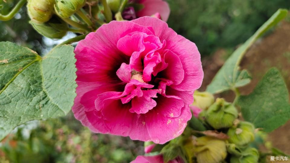 干干净净|老家兄弟结婚，大汉来当录像车！